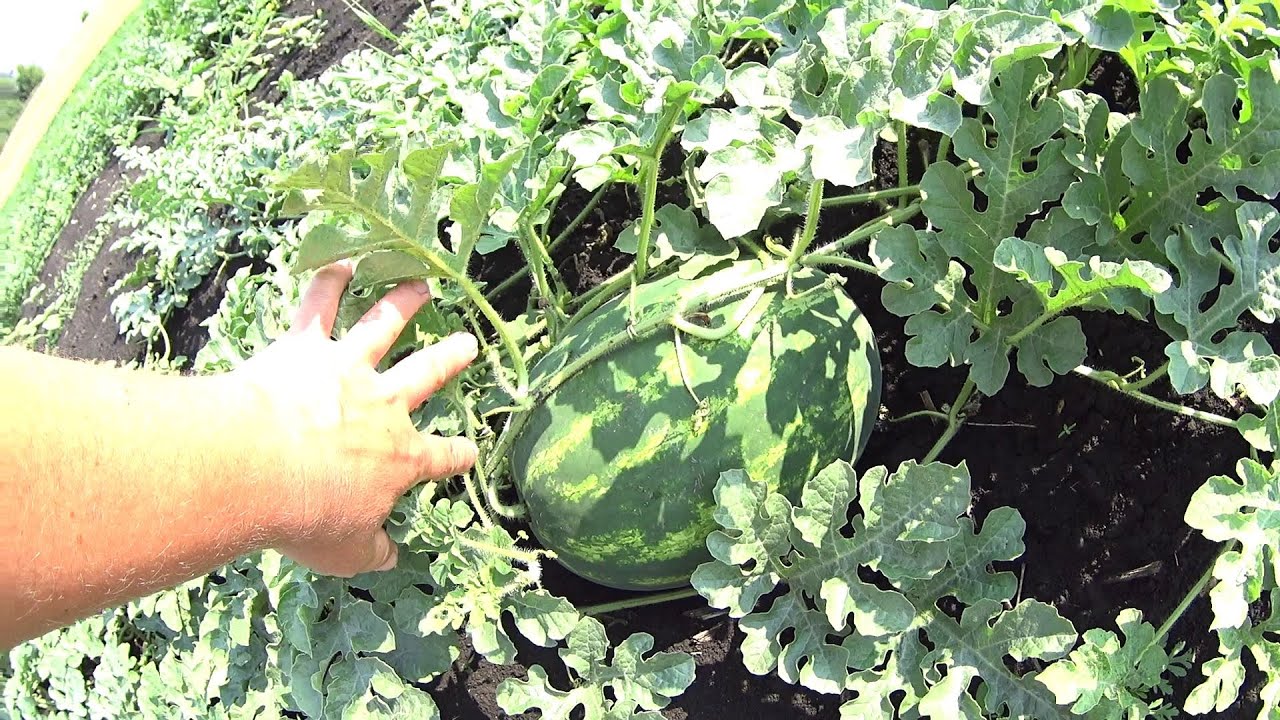 Баштан (кавун, диня) на богарі.