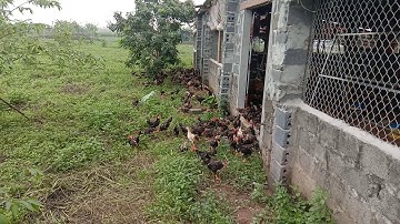 Pos lauj caw peb mus saib me nyuam qaib twb loj loj lawm nawb