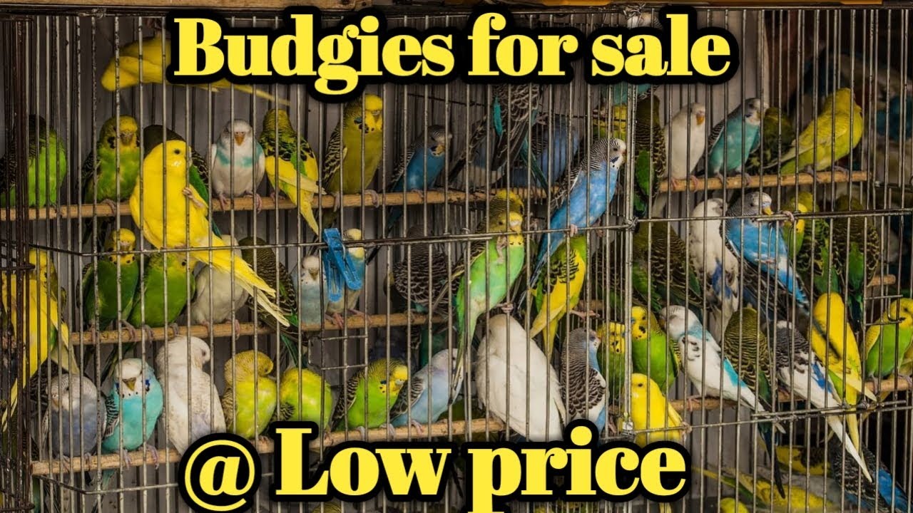 Lovebirds for sale Low price Budgies for sale Srilanka, Kalmunai