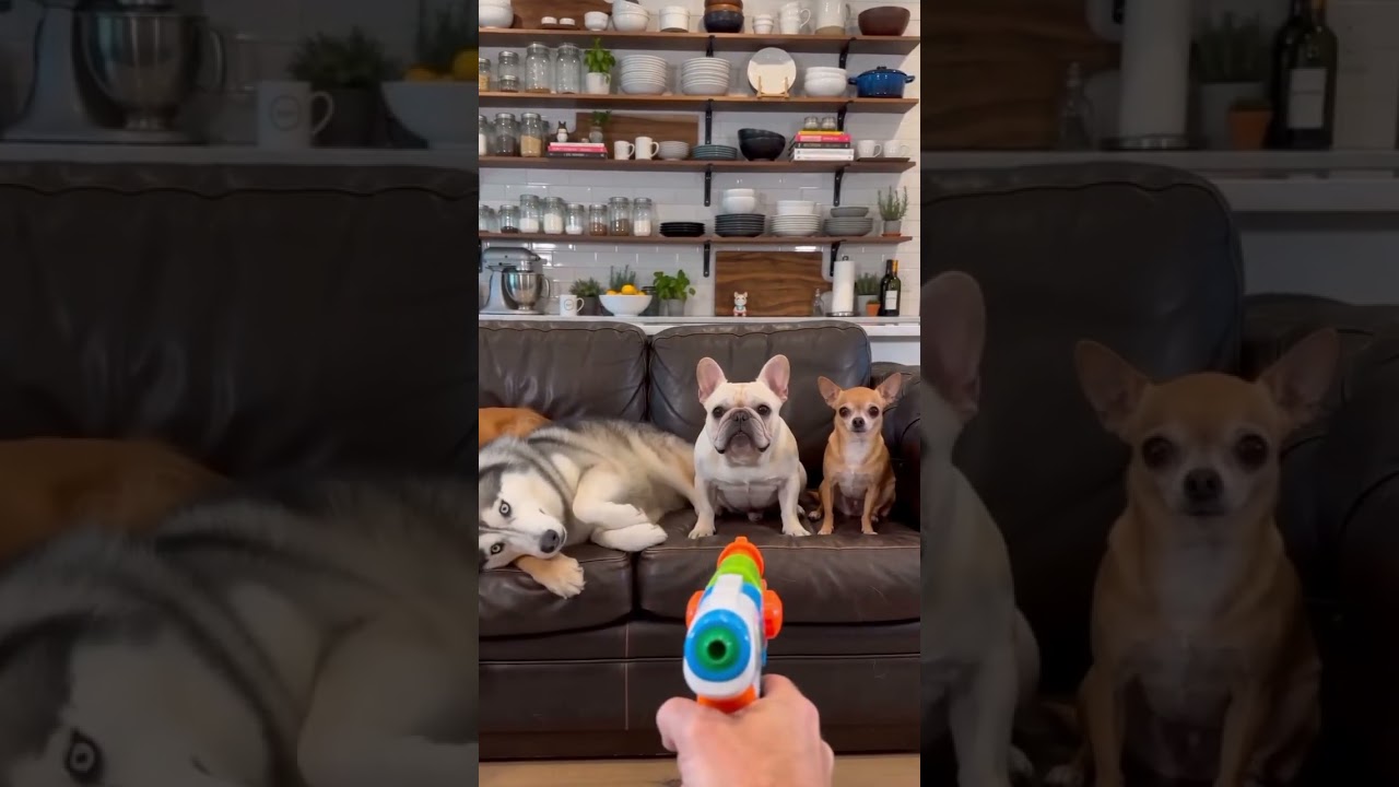 The Chihuahua’s Final Performance Stole the Show! 🐶🎬😂