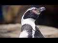 Les pingouins de patagonie  odysse de la terre