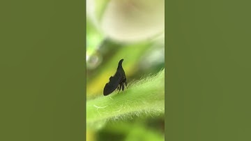 Two-Marked Treehopper Macro Video