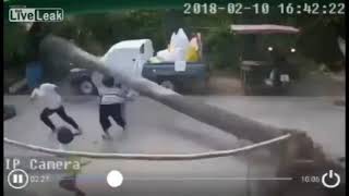 Trees falling compilation #5