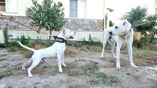 Mezarci Tyson Vs Akbaş Pusat - Büyük Karşilaşma