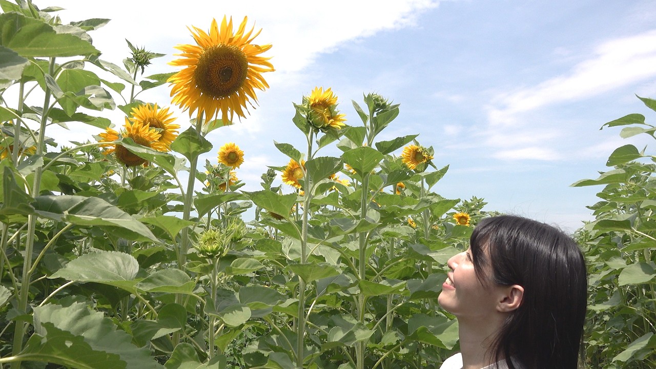 Summer Scenery] Breathtaking Field of 5,000 Sunflowers! Strolling