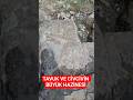 TAVUK VE CİVCİVİN BÜYÜK HAZİNESİ