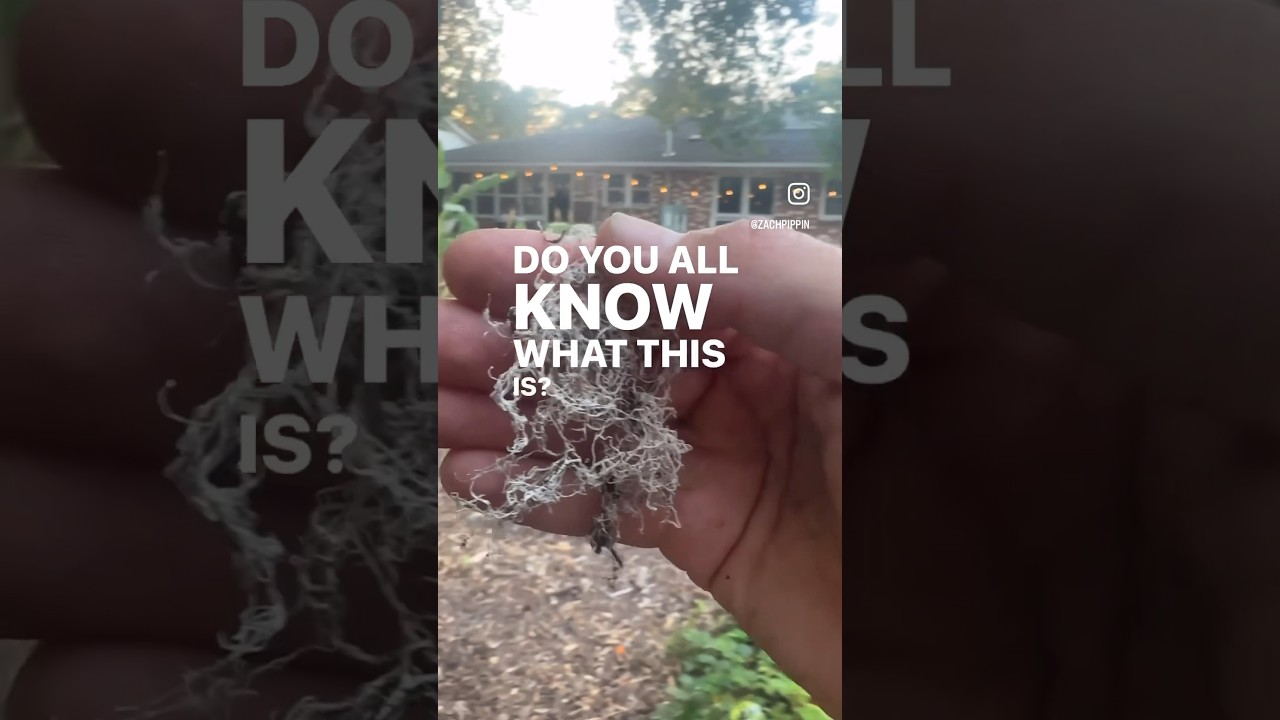 THIS STUFF BUILS SOIL AND LETS TREES COMMUNICATE garden woodchips 