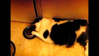 Самые ленивые коты на планете Самые ленивые коты на планете