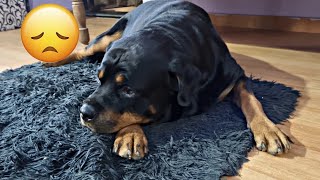 best dog breed for family| Rottweiler dog | jealous dog video