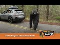 Gorilla Tape - Road trip