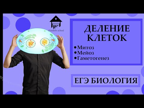 Митоз, Мейоз, Гаметогенез - деление клеток для ЕГЭ |ЕГЭ БИОЛОГИЯ|Freedom|