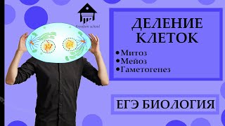 картинка: Митоз, Мейоз, Гаметогенез - деление клеток для ЕГЭ |ЕГЭ БИОЛОГИЯ|Freedom|