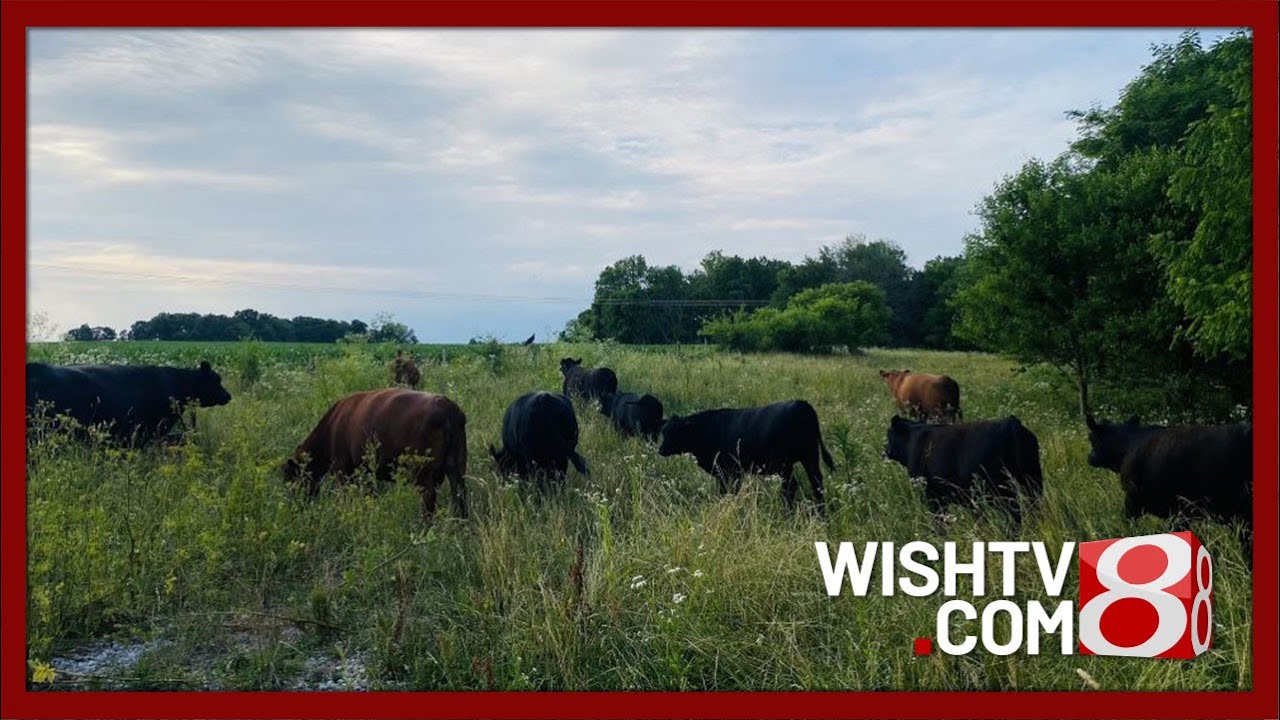 Indiana Grown: Farm-to-table business with The Lowe Farm