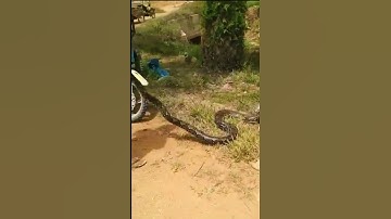 PENANGKAPAN ULAR PITON BESAR DI KEBUN SAWIT #ularpiton #kebunsawit  #shorts
