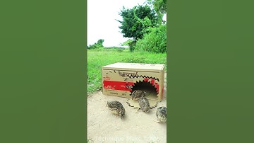 New creative amazing bird trap Quail Trap #shorts