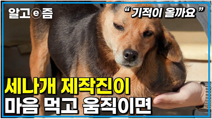 찾아오는 기적 할머니의 동반자 검둥이를 위해 아직 할머니는 내가 필요해  │세상에 나쁜 개는 없다│알고e즘