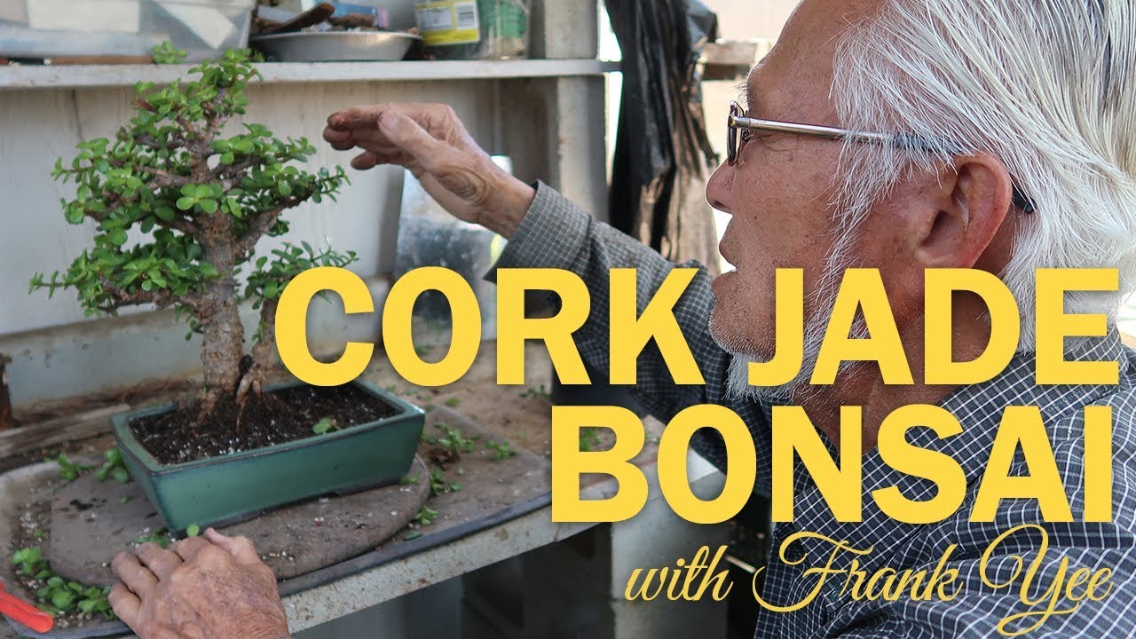 Cork Jade Bonsai with Frank Yee