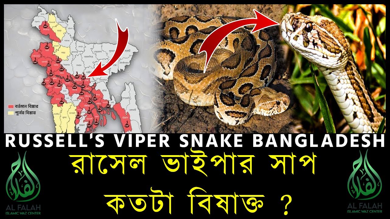 Resel Vai Par রাসেল ভাইপার সাপ কতটা বিষাক্ত ? Rasel Vai Par Sap কামড়ালে করণীয় ...