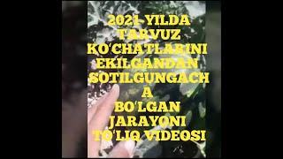 2021-yilda Tarvuz koʻchatlarini ekilgandan sotilgangacha boʻlgan jarayoni toʻliq video