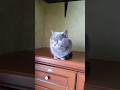 Кицюня #cat #cats #кот #catvideos #україна