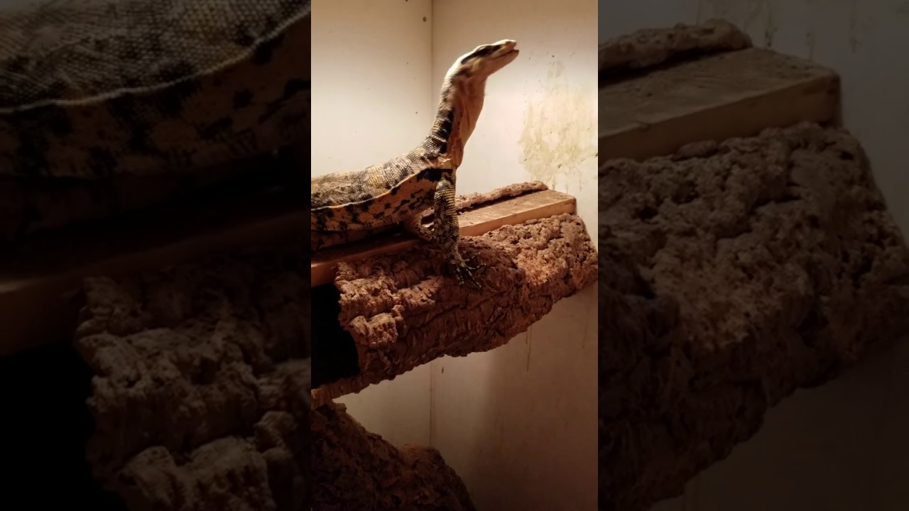 Feeding the Water Monitors Quail Egg Treats