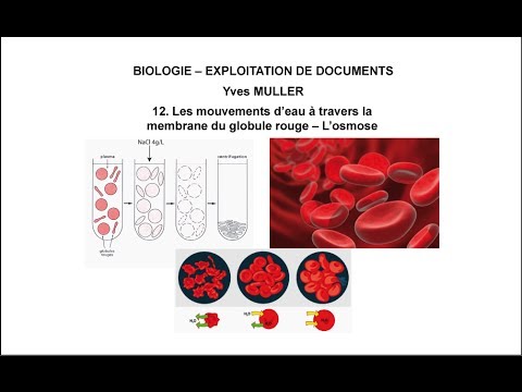 12. Les mouvements d’eau à travers la membrane du globule rouge – L’osmose