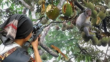 BERBURU HAMA LIAR YANG BIKIN KEBUN DURIAN PETANI GAGAL PANEN ..