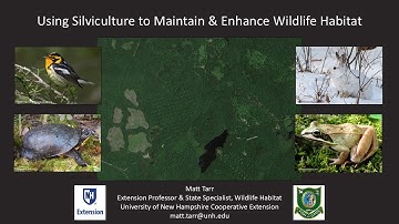 Using Silviculture to Maintain & Enhance Wildlife Habitat