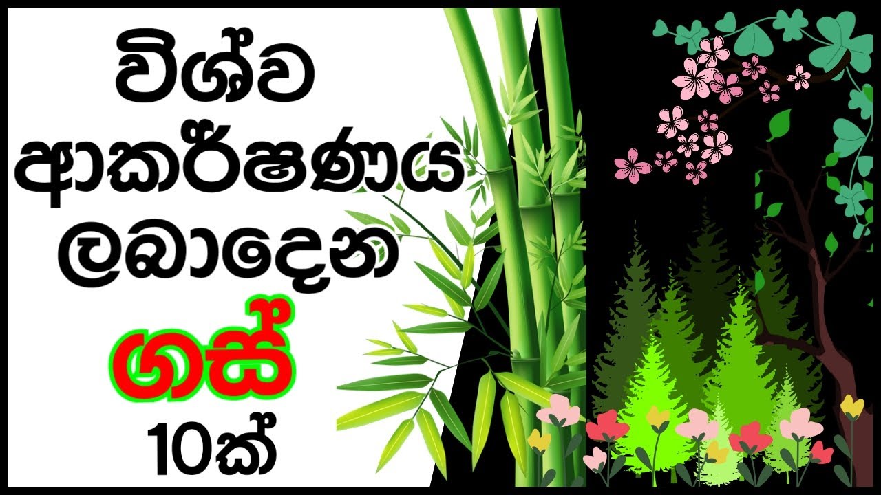 10 Lucky plants for Attract Power of Universe | Attract Wealth & Peace for Home | Path To Wisdom