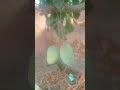 Beautifull Mangoes Touch In Tree Trending Shorts