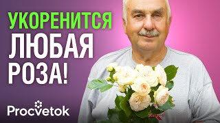 видео: ЕСЛИ ЧЕРЕНКОВАТЬ РОЗЫ, ТО ТОЛЬКО ТАК! Приживается 95% черенков без лишних хлопот картинка: ЕСЛИ ЧЕРЕНКОВАТЬ РОЗЫ, ТО ТОЛЬКО ТАК! Приживается 95% черенков без лишних хлопот