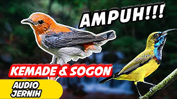 suara pikat burung kecil  - suara burung kemade dan sogon