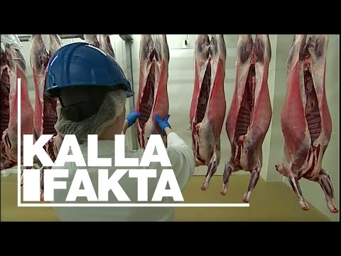 Kalla Fakta: Lagen och lidandet - TV4