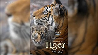 Disneynature's 'Tiger' gives an intimate look at the majestic animal in a magical way