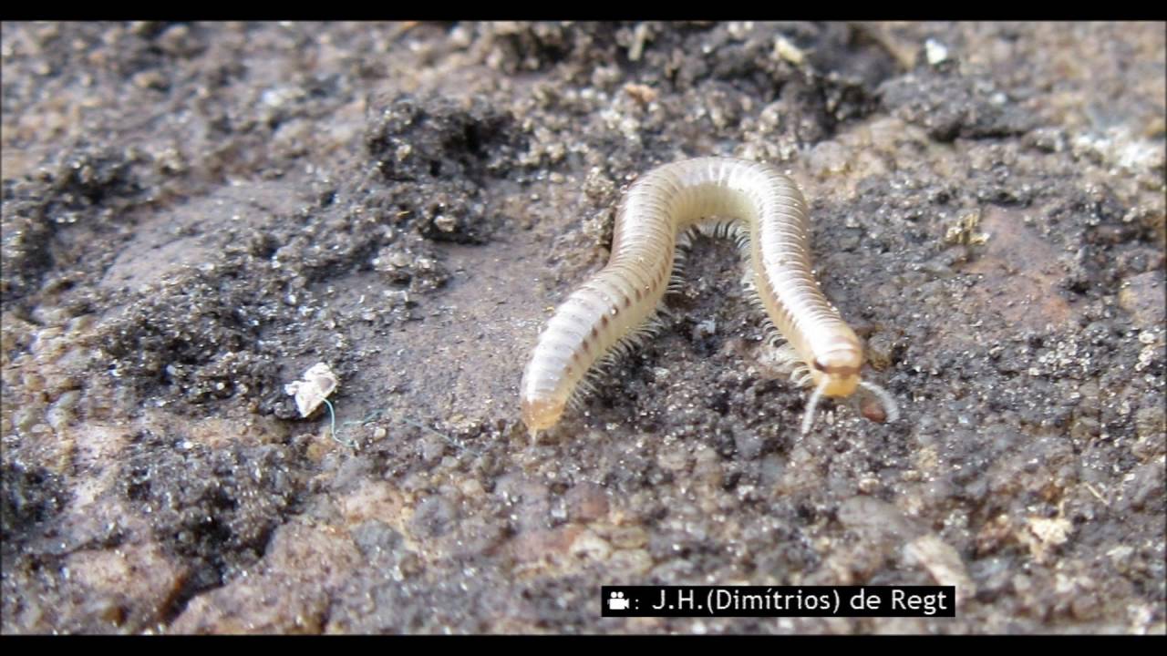 JULIDAE tachypodoiulus niger juv.