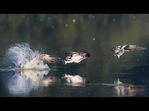 SHOWREEL - Osprey Hunting - Fischadler jagt