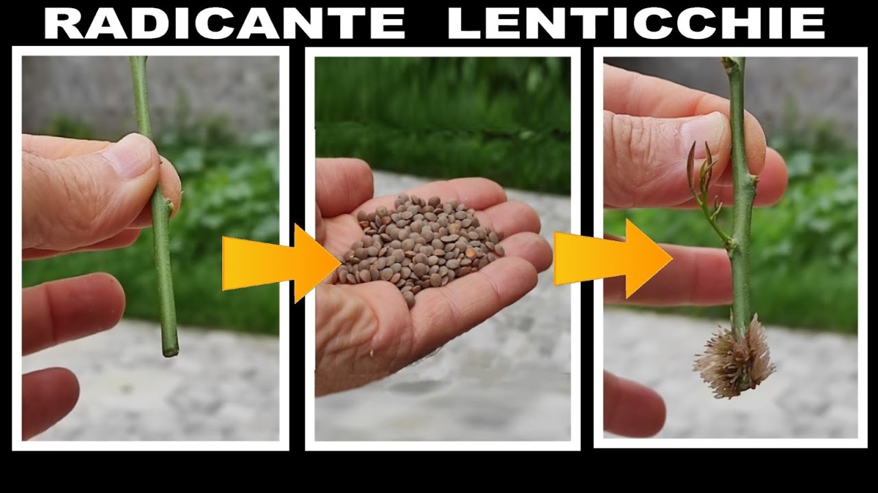 RADICANTE ALLE LENTICCHIE (rooting with lentils, enraizamiento con  lentejas, दाल के साथ जड़ना) 