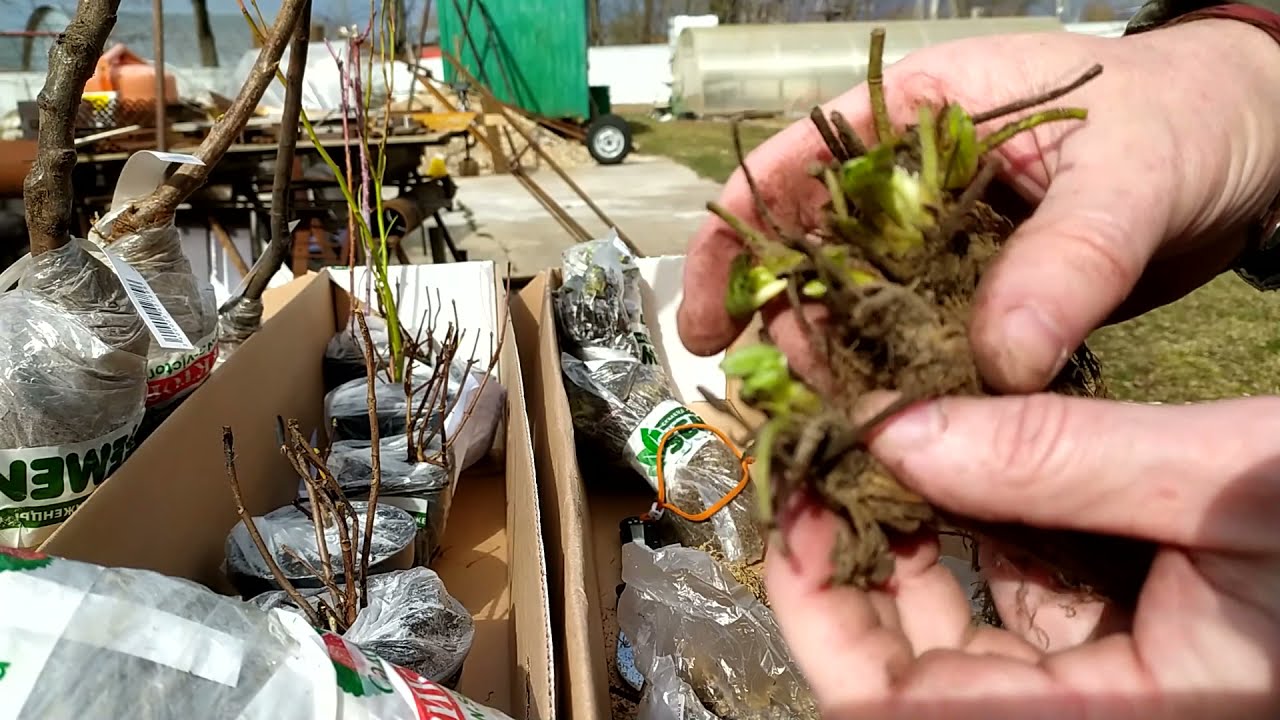 Рассада земляники фриго,саженцы черешни,абрикоса,малины,голубики от SEMENA.RU,ВИКТОРИЯ.