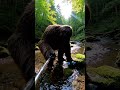 Bigfoot Tries To Catch a Fish Using TikTok Life Hacks