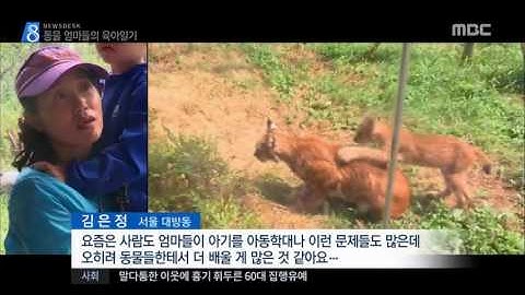 [16/09/11 뉴스데스크] "사람보다 낫네요" 멸종위기 동물들의 
