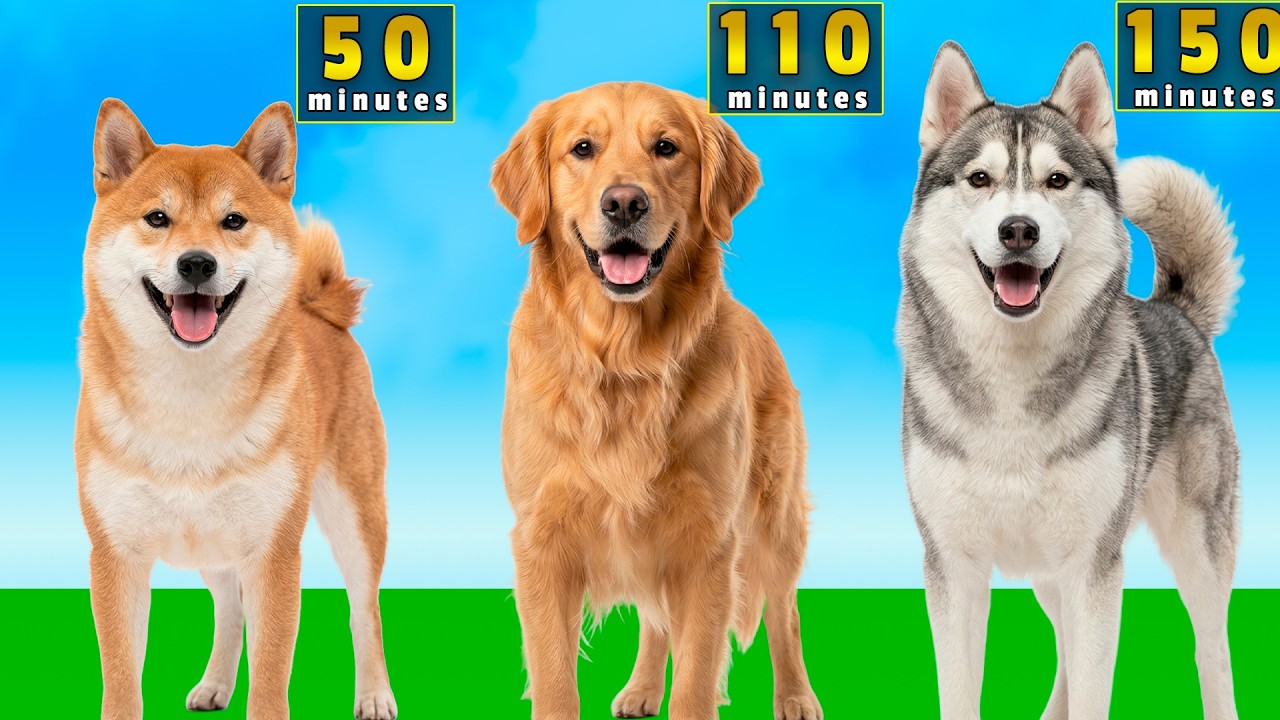 🐶 Dog Breeds Rank: Walking Needed Per Day - YouTube