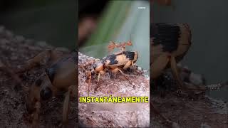 El increíble escarabajo bombardero. #vidasalvaje #datoscurisos #increíble