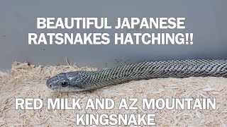 JAPANESE ISLAND RATSNAKES hatching!