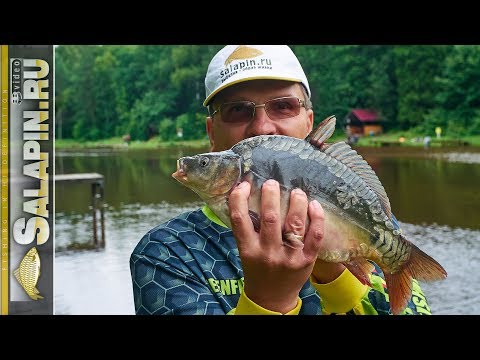 Ловля карпа на фидер на платнике летом [salapinru]