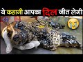 जिस इंसान के पास दिल है वह इस वीडियो को देखे बगैर नहीं रह सकता... Animal Rescue Stories