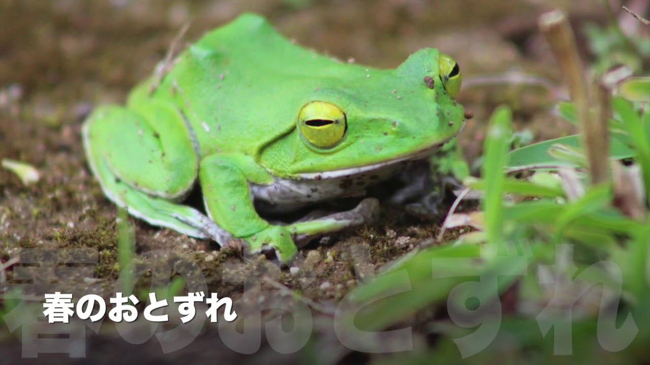 沖縄に暮らす かわいい小さい生き物たち Youtube 沖縄に暮らす かわいい小さい生き物たち Youtube