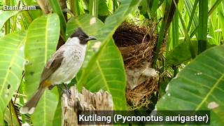 Download Lagu Melihat sarang burung MP3