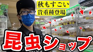 【溢れる世界最大種】老舗の昆虫ショップに２か月ぶりにお邪魔したら夏よりも凄い光景が広がっていた