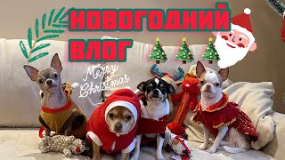 Новогодний ВЛОГ с чихуахуа! Куча игрушек , новая сумка , поход в кафе)