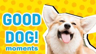 Good Dog Funny Moments 2021 || DOG LIFE FUNNY MOMENTS 2021 SAFE DOGS by Cute animal things 56 views 2 years ago 7 minutes, 55 seconds